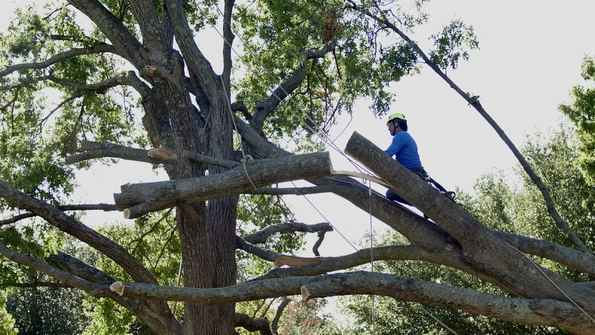 Professional Crown Thinning performed by certified arborists in Duck Creek Village