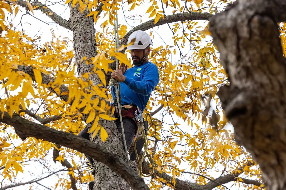 Skilled Tree Pruning crew working in Duck Creek Village