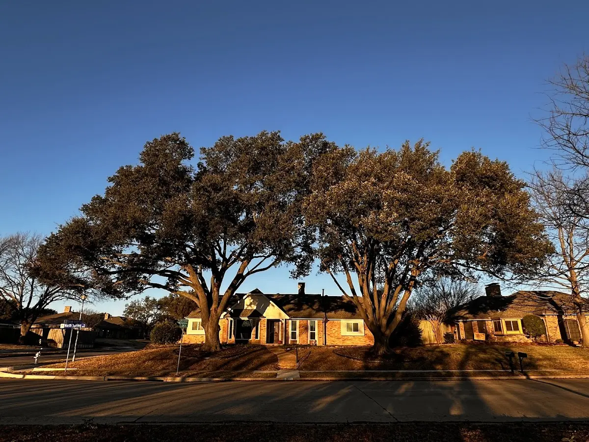 Established residential canopy tree shading a home in Duck Creek Village